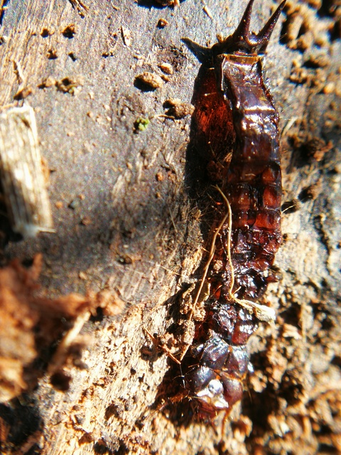 Pyrochroa