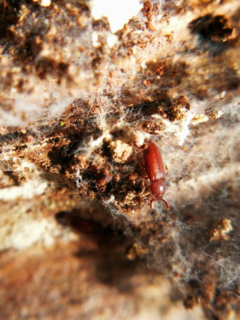 Corticeus
