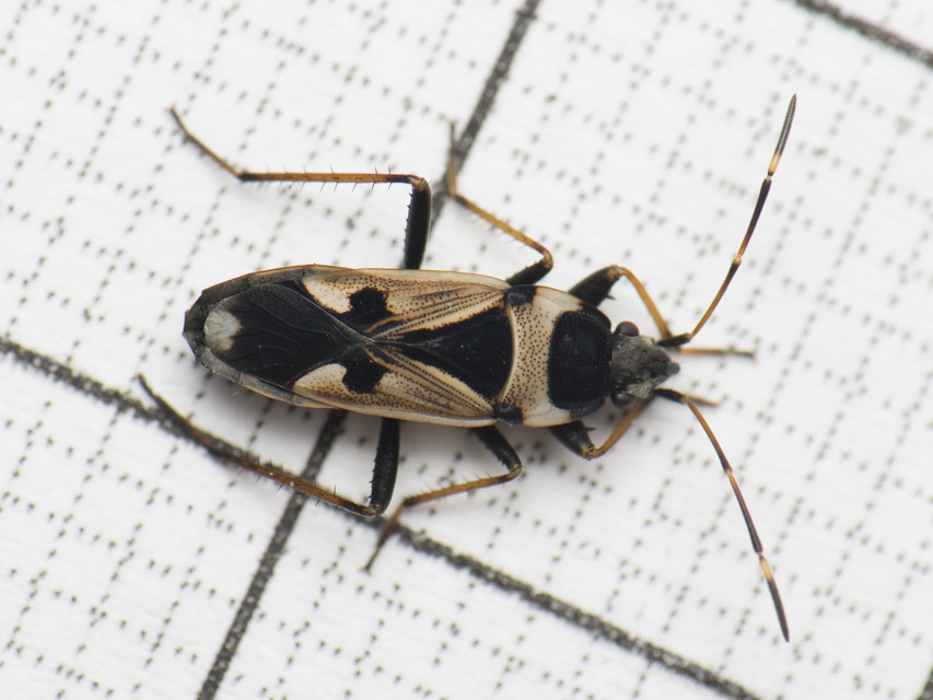 Raglius confusus