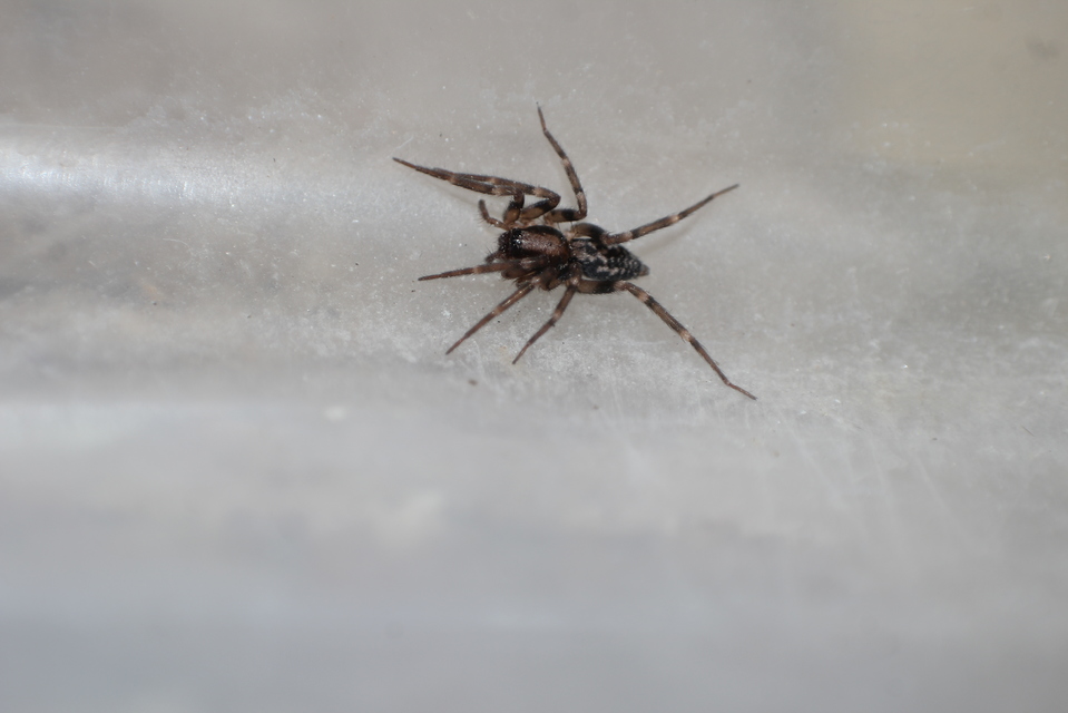 Liocranum rupicola - házaló avarpók