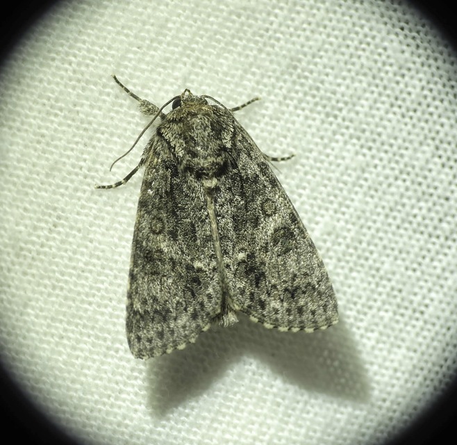 Acronicta rumicis - sóska-szigonyosbagoly
