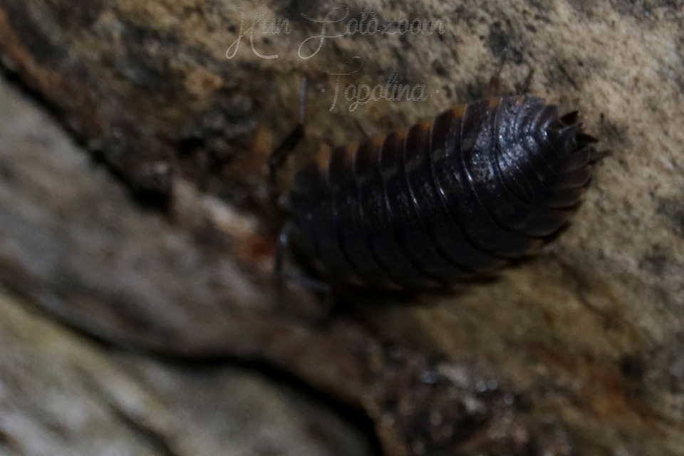 Trachelipus ratzeburgii - lebenyes ászka