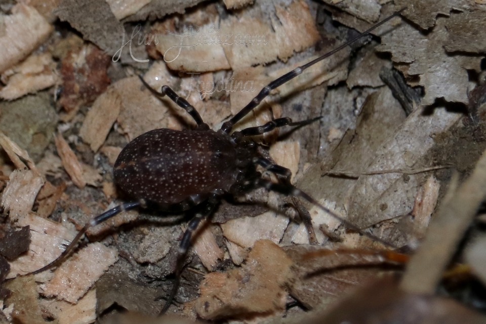 Egaenus convexus