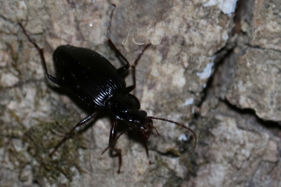 Limodromus assimilis - vöröslábú kisfutó
