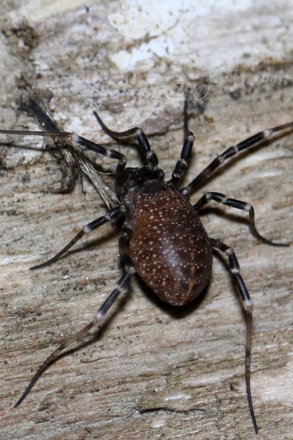 Egaenus convexus