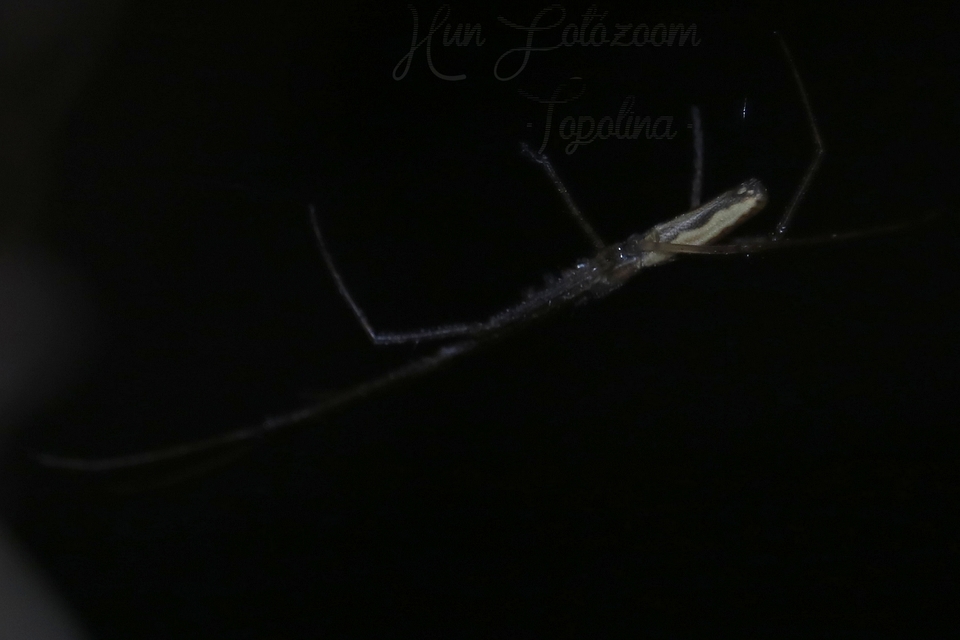 Tetragnatha