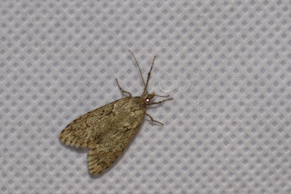 Semioscopis