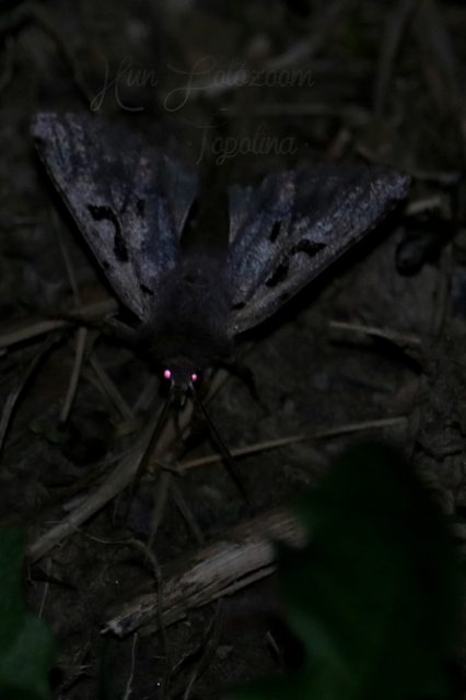 Orthosia gothica - feketefoltos barkabagoly