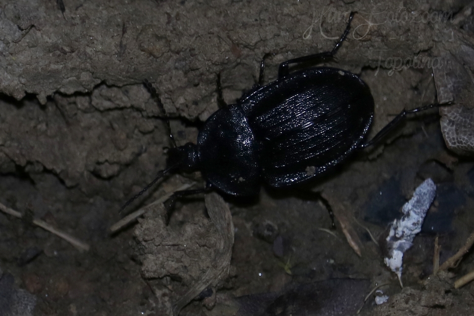 Phosphuga atrata - bordás csigarabló