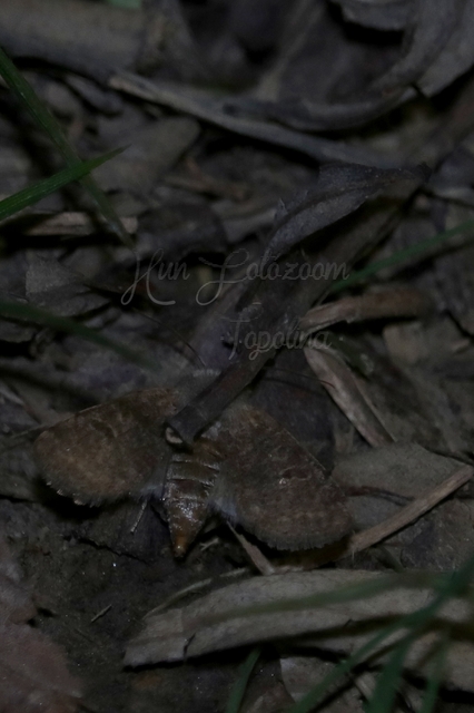 Orthosia cruda - kis barkabagoly