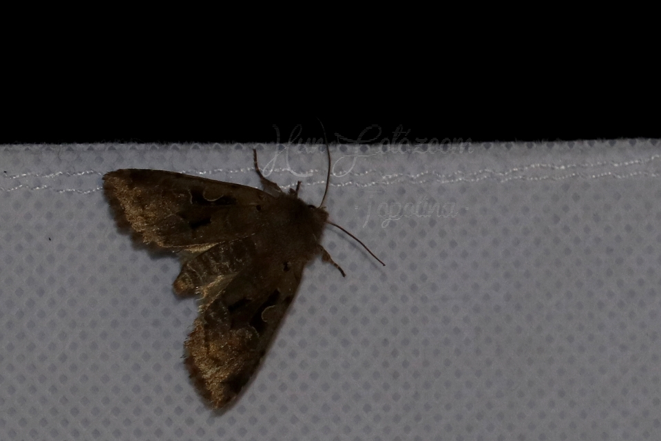 Orthosia gothica - feketefoltos barkabagoly