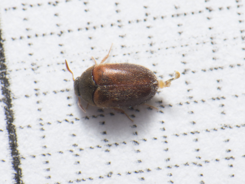Attagenus smirnovi - afrikai szűcsbogár