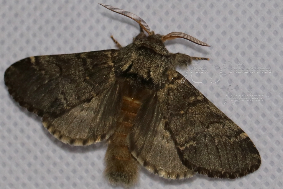 Drymonia ruficornis - cserfa-púposszövő