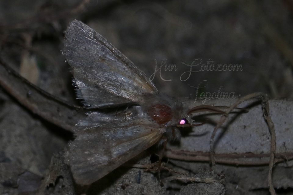 Orthosia cruda - kis barkabagoly