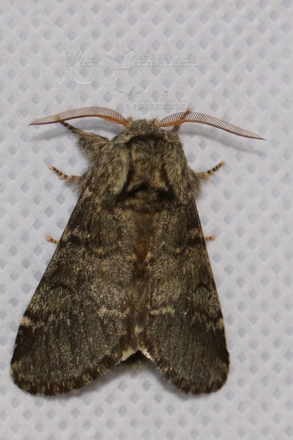 Drymonia ruficornis - cserfa-púposszövő