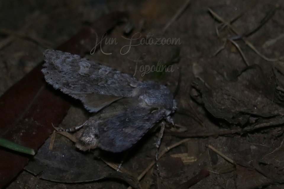Lithophane ornitopus - közönséges fabagoly