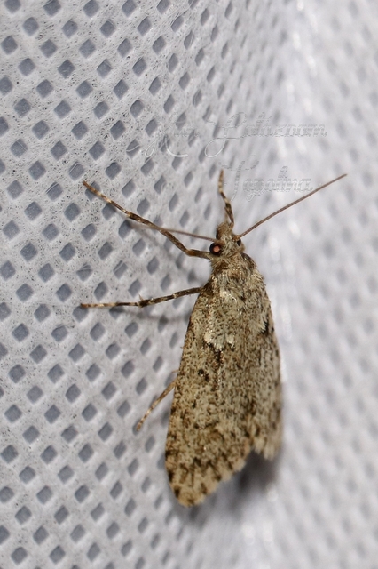Diurnea fagella - szürke tavaszimoly