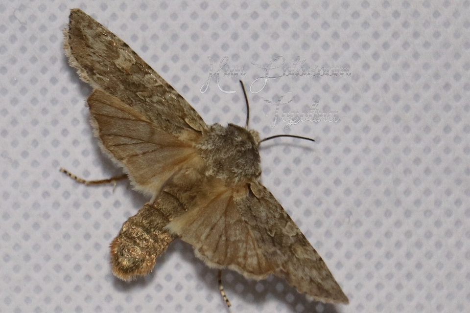 Lithophane ornitopus - közönséges fabagoly