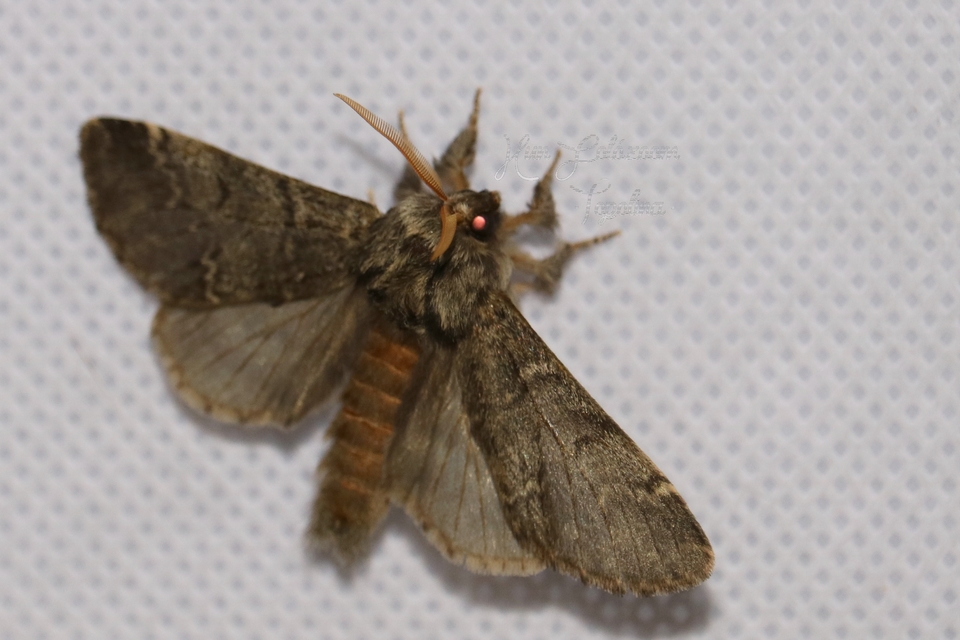 Drymonia ruficornis - cserfa-púposszövő