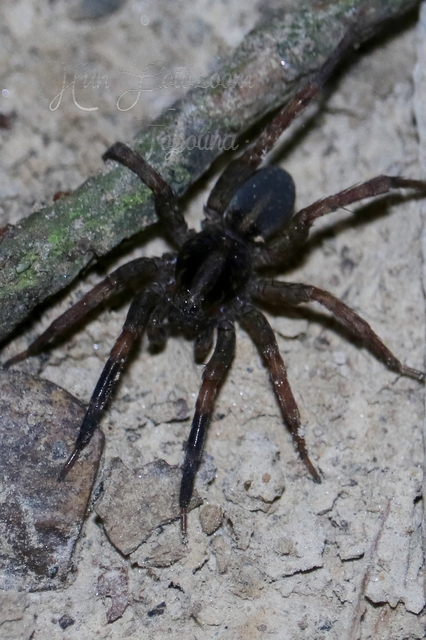 Trochosa