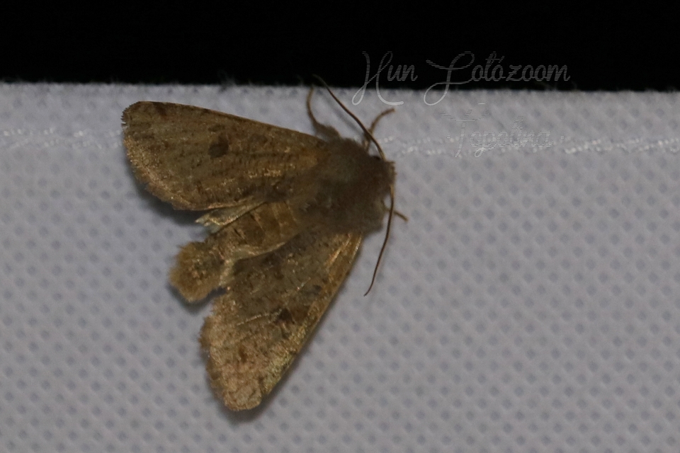 Orthosia cruda - kis barkabagoly