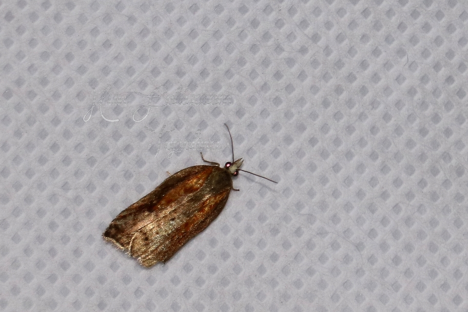 Acleris cristana - pamacsos levélmoly