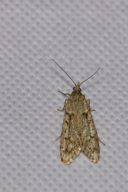 Diurnea fagella - szürke tavaszimoly