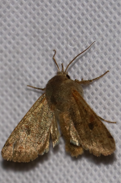 Orthosia cruda - kis barkabagoly