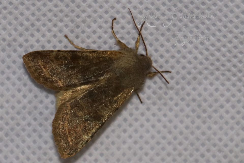 Orthosia incerta - változékony barkabagoly