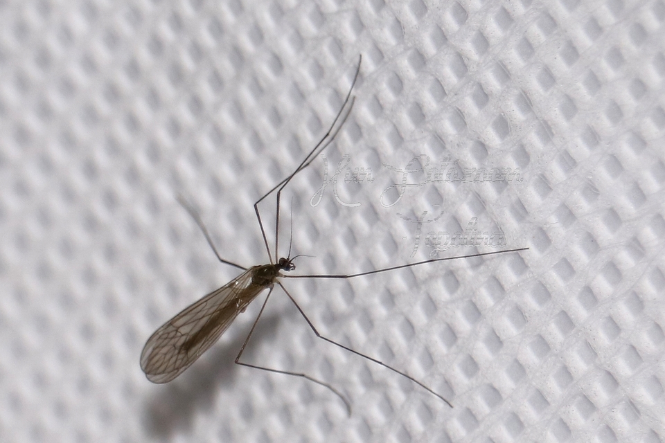 Trichocera