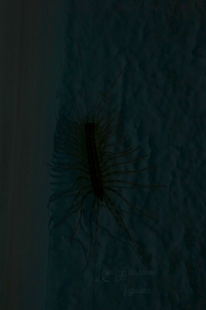Scutigera coleoptrata - légyölő pókszázlábú