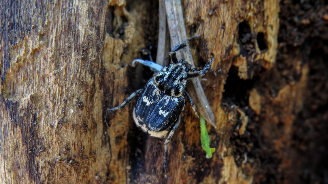 Valgus hemipterus - suta virágbogár