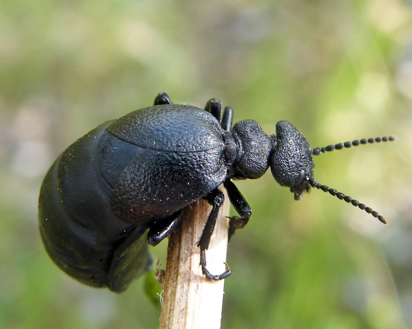Meloe scabriusculus - érdes nünüke