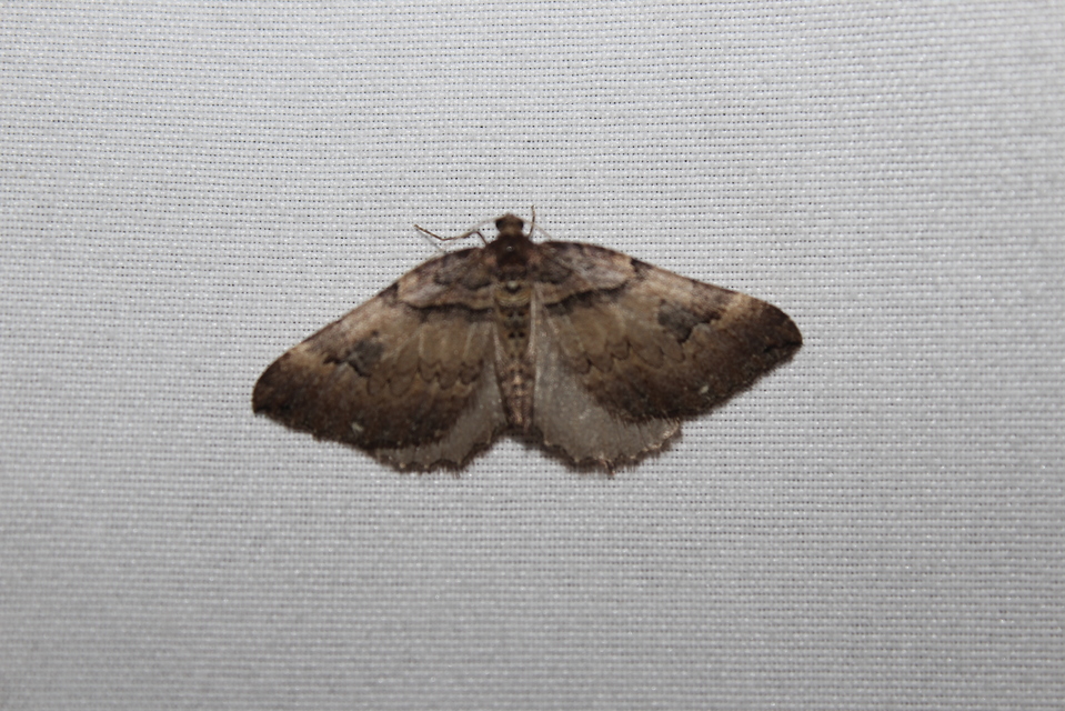 Earophila badiata - csipkerózsa-araszoló