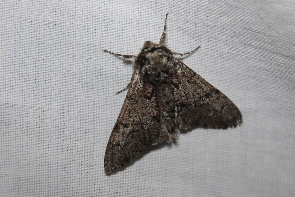 Biston strataria - barnapettyes araszoló