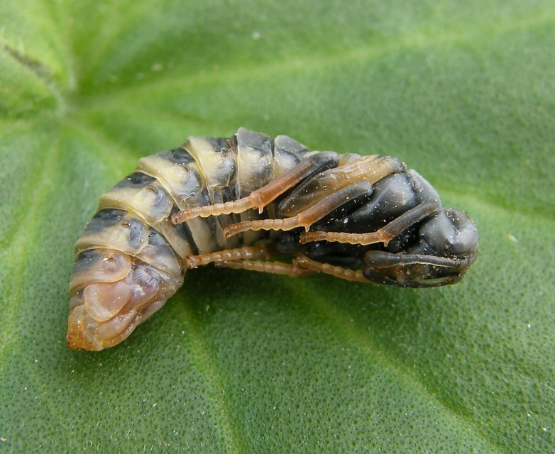 Cimbicidae - bunkóscsápú levéldarazsak