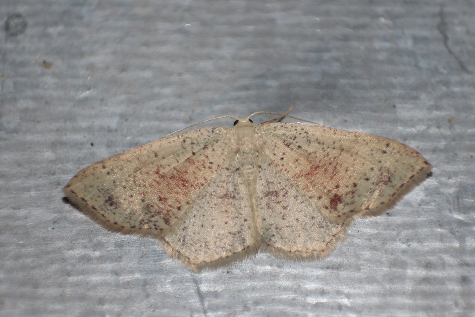 Cyclophora punctaria - sávos pettyesaraszoló