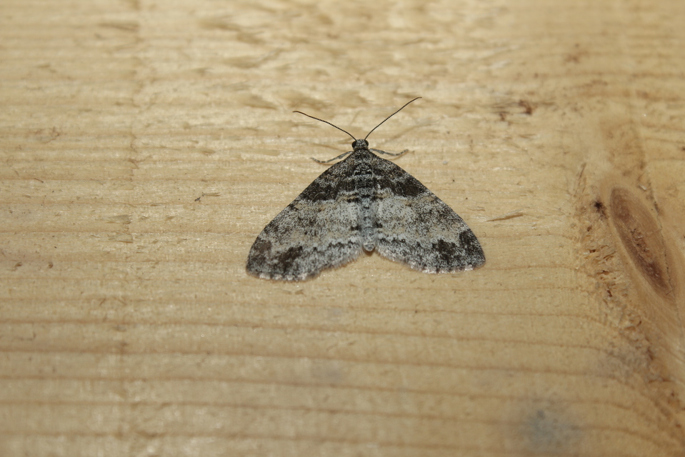 Lobophora halterata - szárnyfüggelékes araszoló