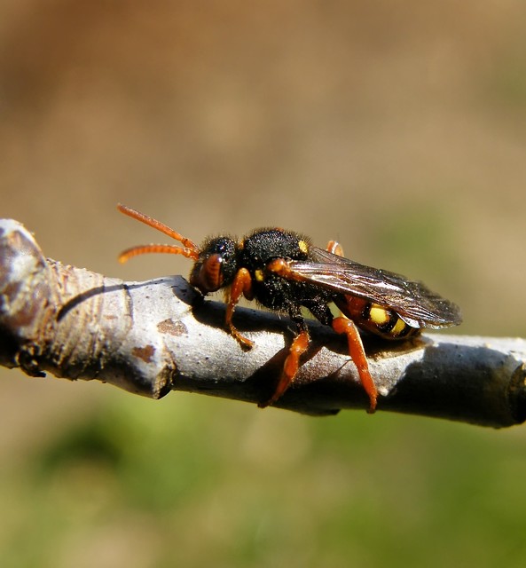 Nomada