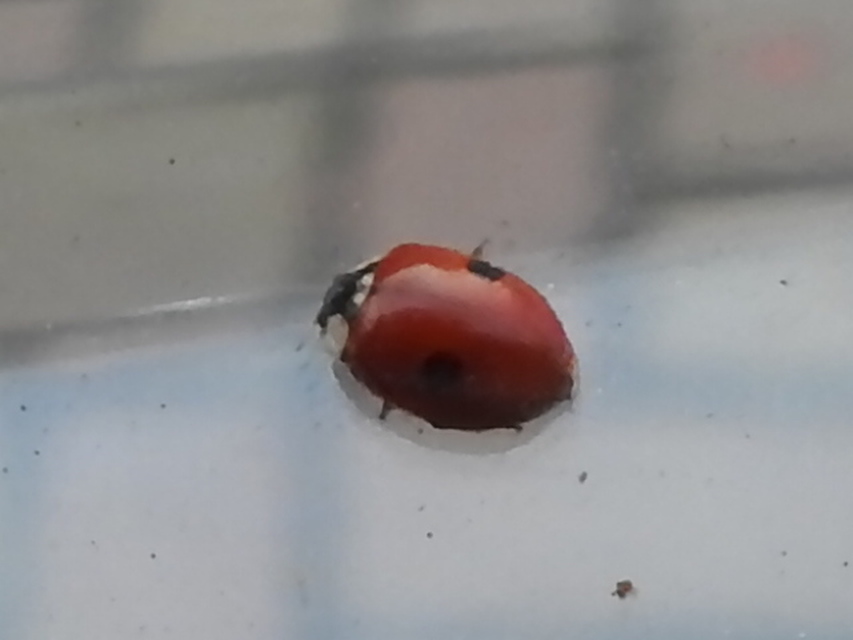 Adalia bipunctata - kétpettyes katica