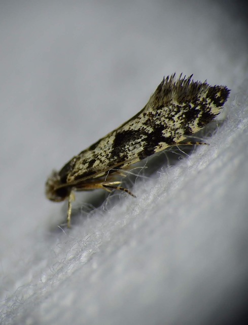 Tineidae - ruhamolyfélék