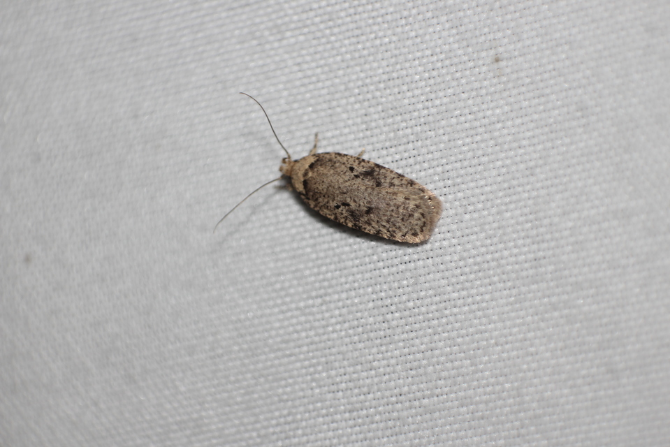 Agonopterix
