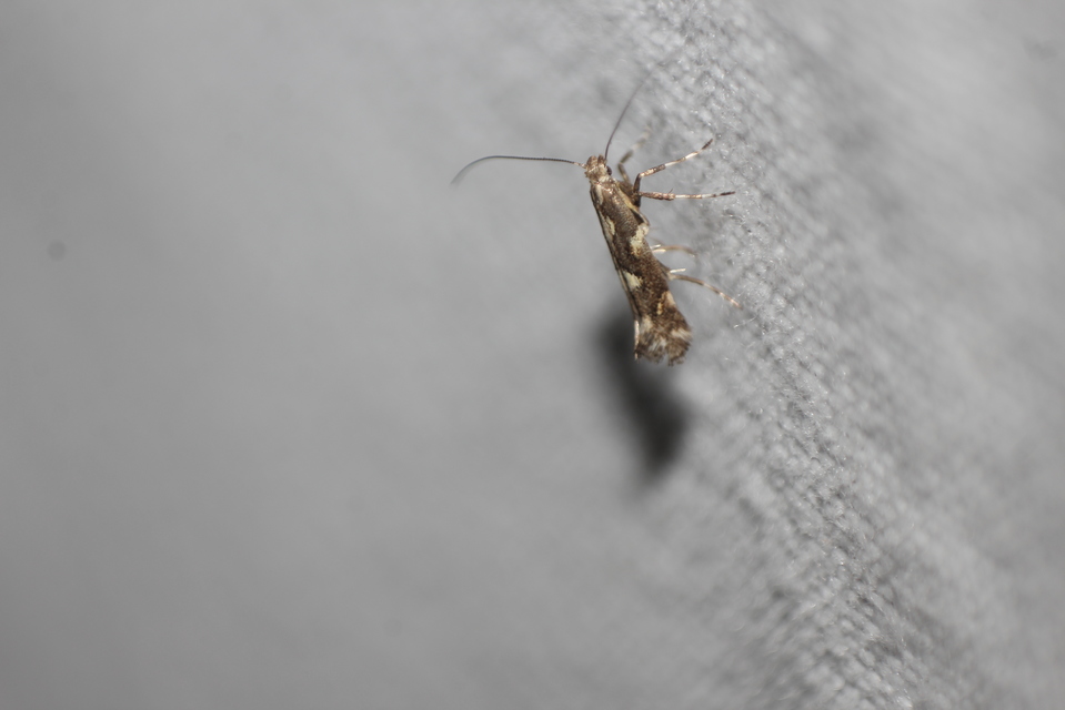Calybites phasianipennella - lóromaknázó keskenymoly