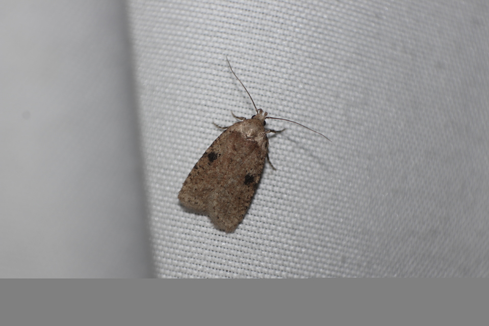 Agonopterix propinquella - aszatrágó laposmoly