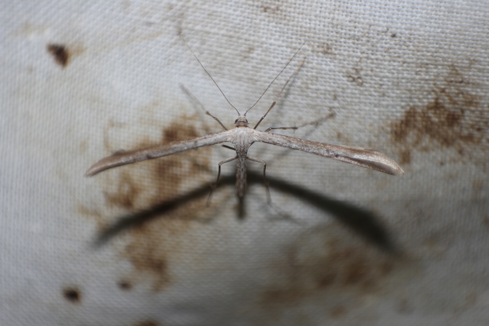 Pterophoridae - tollasmolyfélék