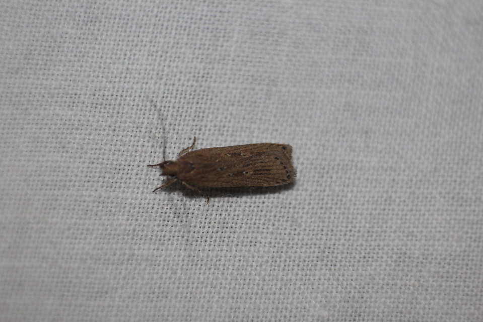 Helcystogramma triannulella - szuláksodró lápimoly