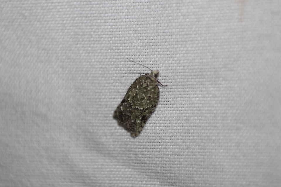 Acleris literana - zöldesfehér levélmoly