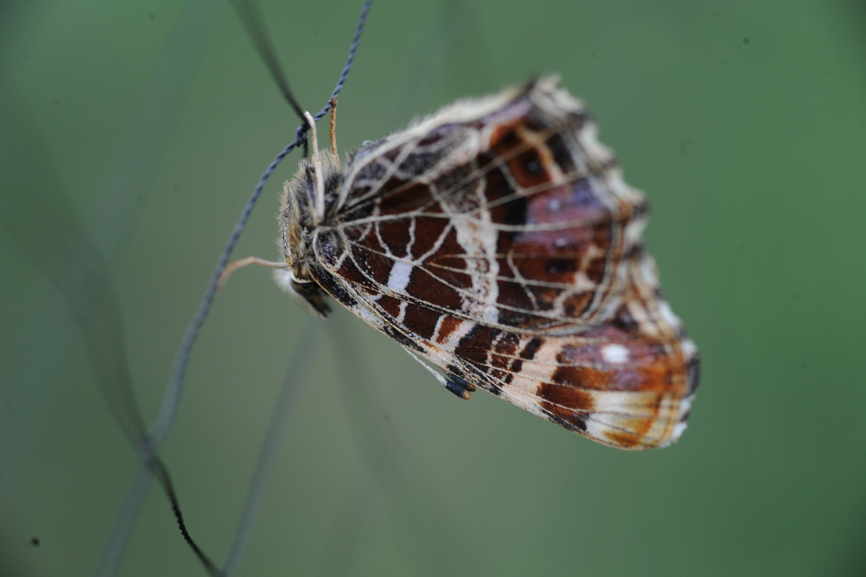 Araschnia levana - pókhálós lepke