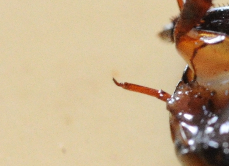 Hydaticus aruspex - csíkos mocsáricsíkbogár