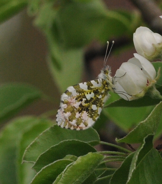 Anthocharis cardamines - hajnalpírlepke